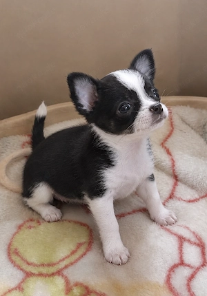 Süße Chihuahua Hündin sucht ein liebevolles Zuhause