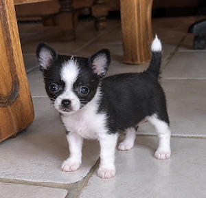 Liebevolle Chihuahua Hündin sucht ein Für-immer-Zuhause