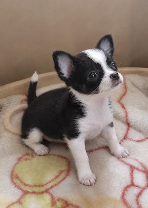 Liebevolle Chihuahua Hündin sucht ein Für-immer-Zuhause