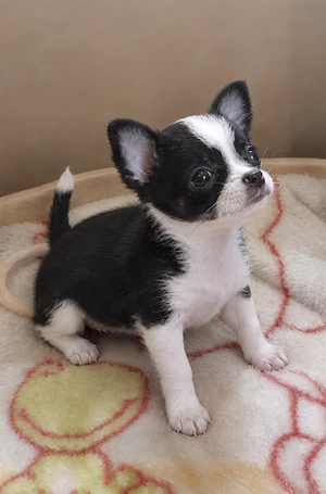 Süße Chihuahua Hündin sucht eine neue Familie