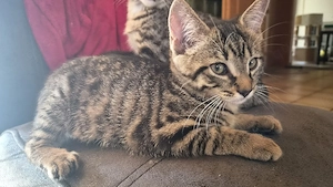 Wendy sucht ein neues zuhause