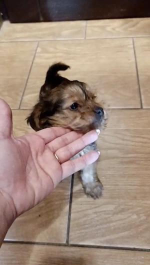 Zuckersüße Yorkshire Terrier-Chihuahua Welpen 