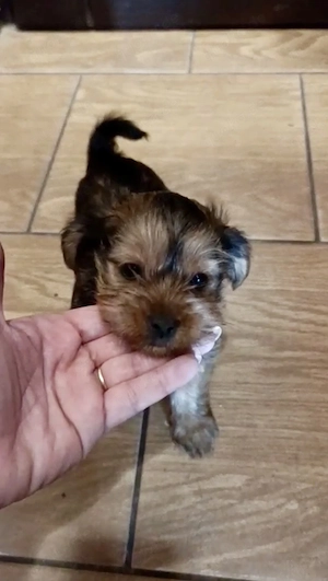Zuckersüße Yorkshire Terrier-Chihuahua Welpen 
