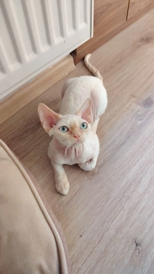 devon rex Kitten   , FIFE Stammbaum 