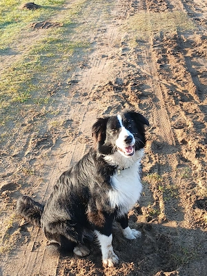 Australian Shepherd Rüde sucht