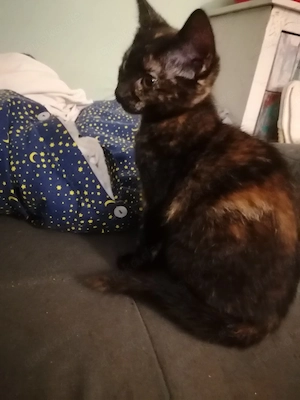 Verschenke zwei Kitten
