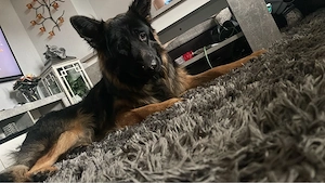 alt deutscher schäferhund 