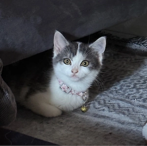 Süße kleine Katze sucht ein liebevolles Zuhause!