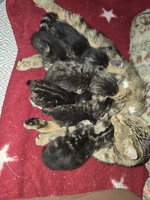 6 Katzenkinder abzugeben