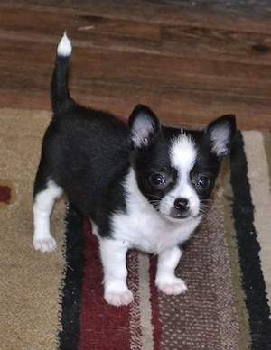 Bezaubernde Chihuahua Hündin sucht ein neues Zuhause