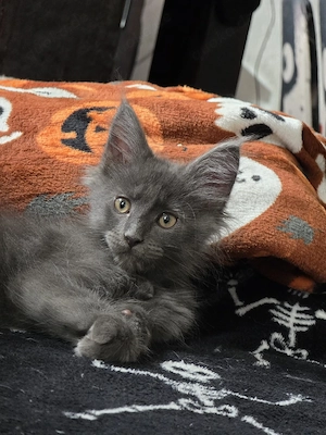 reinrassige Maine Coon Kitten