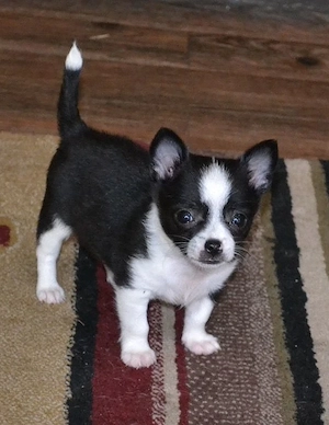 Süße Chihuahua Hündin sucht ein liebevolles Zuhause