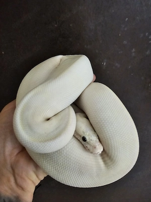 Python Regius, Königspython, Pastell Ivory, Lesser, Calico Pinstripe, Mojave, Ivory 