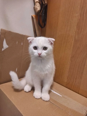 Zwei süße BKH-Kater suchen ein liebevolles Zuhause 