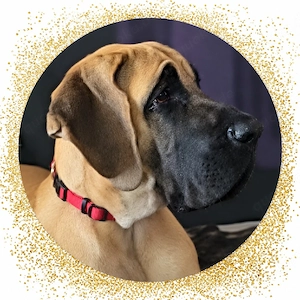 wunderschöne  Doggen Dame sucht neuen Wirkungskreis 
