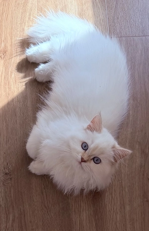 Wunderschöner Britisch-Langhaar-Kater sucht ein liebevolles Zuhause 
