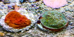 Korallenableger- Leptoseris sp.
