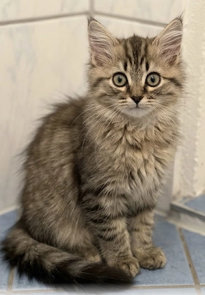 Britisch Langhaar Kater