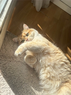 atemberaubend schöner Bkh Deckkater