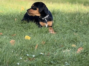 Rottweiler Welpe Hündin sucht liebevolles zu Hause 