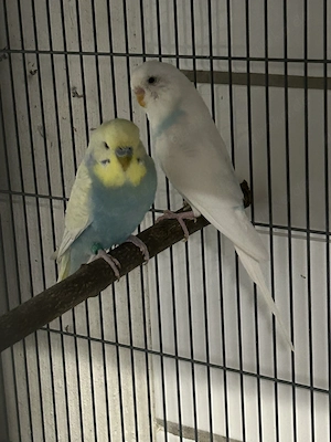 Wellensittiche pärchen