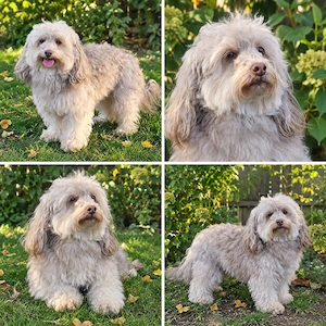 Liebes Bolonka Zwetna Mädchen, wie Maltipoo Malteser Havaneser Yorkshire 