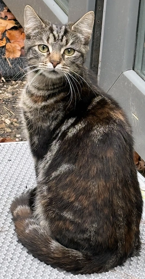 Katze weiblich 6 Monate geimpft gechipt entwurmt