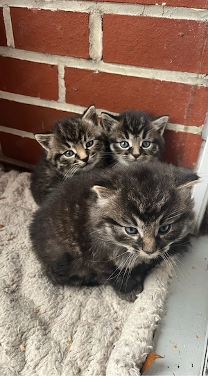 Maine Coon x Deutsche Langhaar Kater