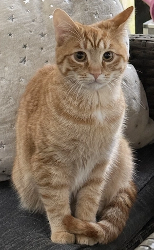 Kater, rot weiss 6 Monate geimpft gechipt entwurmt 