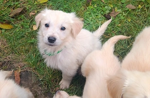 Goldenretriver welpe rüde 