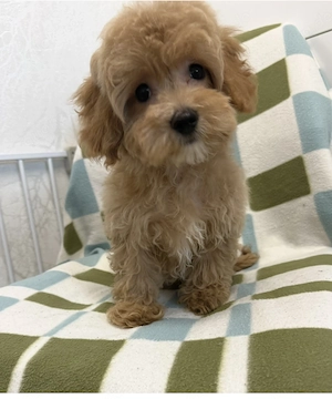 Maltipoo 4 Jungs sehr hübsch und lieb 