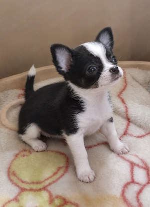Süße kleine Chihuahua Hündin sucht ein neues Zuhause