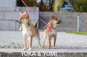 Wunderschöne Shiba-Inu-Welpen mit rotem Fell 