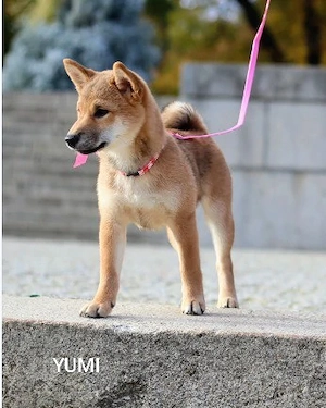 YUMI  Hündin vom Typ "Kitsune-gao"