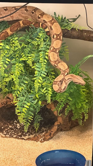 2 Boas mit eingerichteten Terrarien 