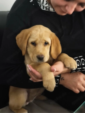 labrador retriever welpe