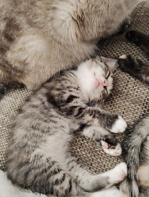 Siam mix katzen