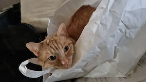 Lieber Kater sucht neues zu hause 
