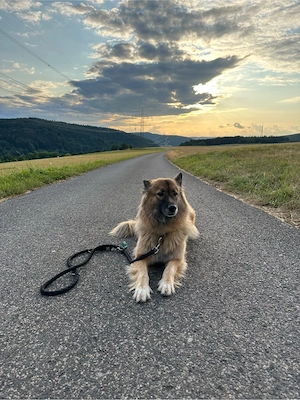 Hund abzugeben 
