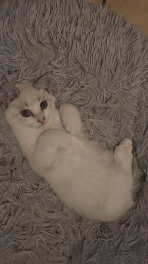 Heilige Birma Kitten 