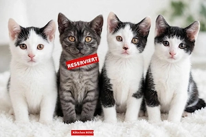 BKH Mix Kitten - 3 Kater weiß-schwarz + 1 Kätzchen grau - 25.  Herborn   Siegbach