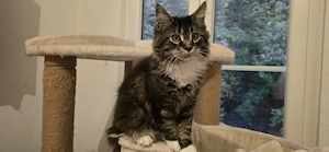 XL Maine Coon Mädchen sucht Ihre Familie 