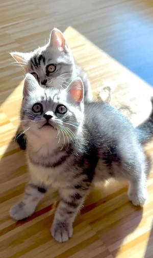 Britisch Kurzhaar Kitten 