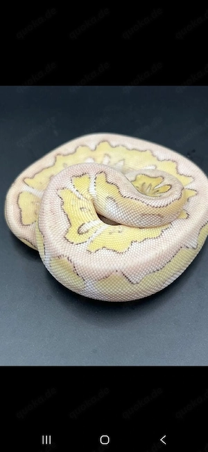 0.1 Super Pastel Lesser Clown