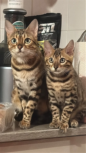 Bengal Kitten noch einer übrig !!!