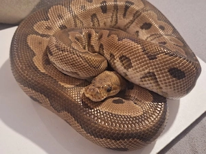 1.0 Black Pastel Clown