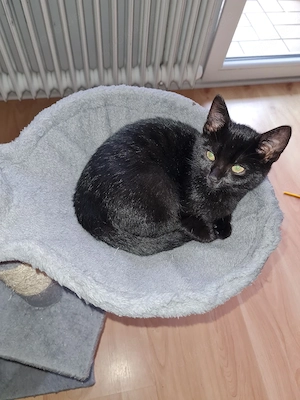 Katzenbabys 