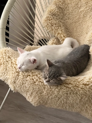 BKH Kitten zu verkaufen 