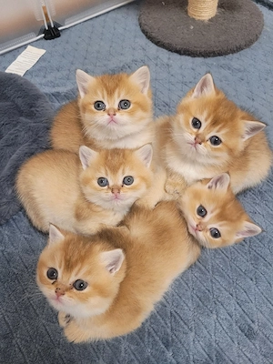 BKH Kitten golden shaded 