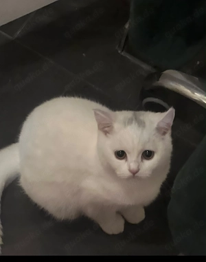BKH Katze zu verkaufen 